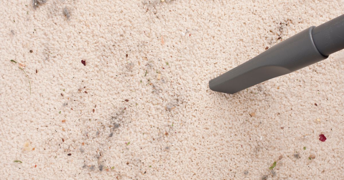 Types of Bacteria in Unclean Carpets